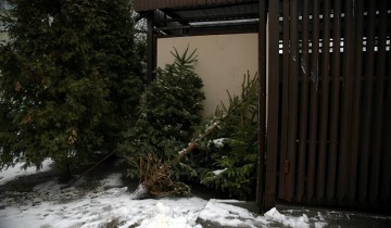 Zbierają choinki