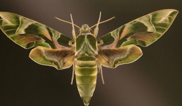 Makro owady