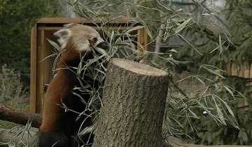 Pandy zapraszają