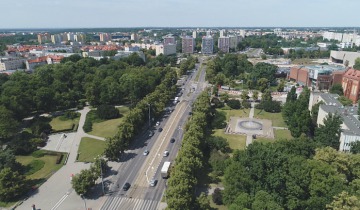 Wokół drzew