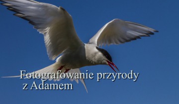 Fotografowanie przyrody z Adamem odc.4