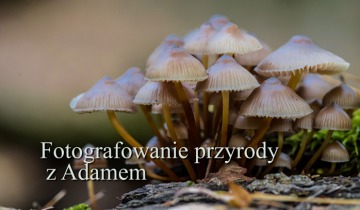 Fotografowanie przyrody z Adamem odc.10 - 08.05.2020
