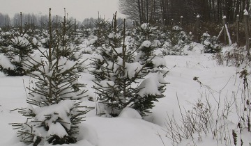 Wywożą choinki