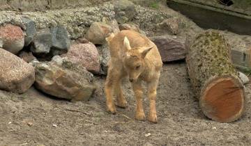 Zoobotaniczny na Święta