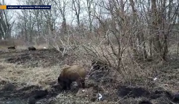 Dziki w mieście