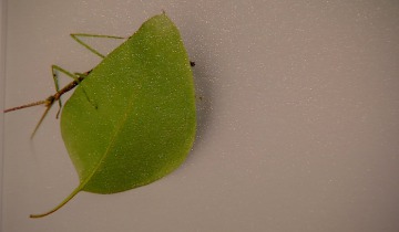 Plantacja złota