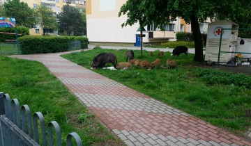 Dziki w mieście