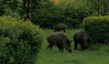 Nieproszeni goście