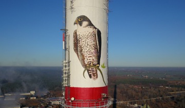 Sokół na muralu