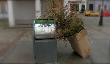 Zbierają choinki