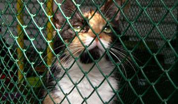 Odpowiedzialna adopcja