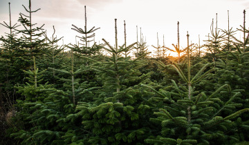 Kontrole miejsc sprzedaży choinek 20.12.2022