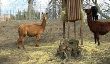 Ferie w ZOO 27.01.2023