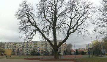 Głosujmy na Jeżyka 17.03.2023