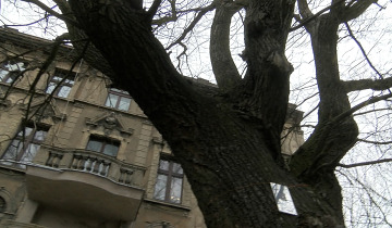 Toruńskie drzewo roku 24.01.2024