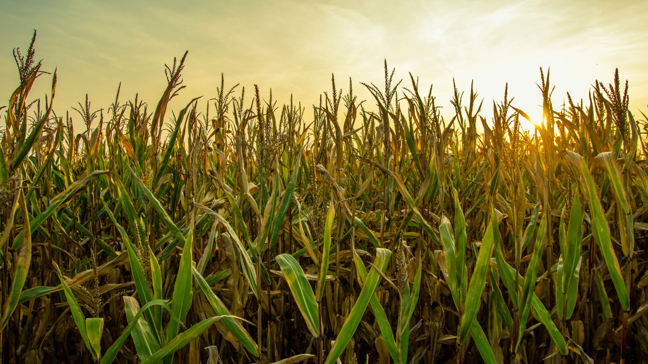 Dopłaty do kukurydzy – wnioski do 29 lutego