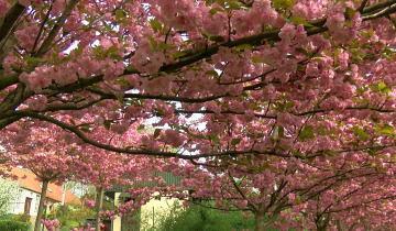 Sakura w Toruniu 11.04.2024