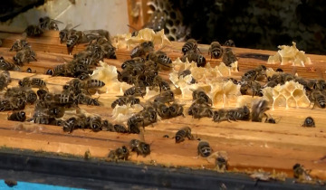 Zieloni o pszczołach 21.05.2024