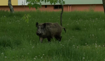 Kiedy spotkasz w mieście dzika 11.06.2025