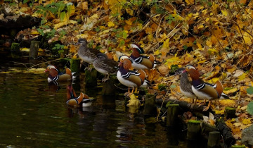 Jesień w Parku Tysiąclecia 24.11.2025