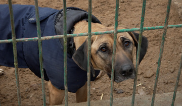 Pomóżmy schronisku 25.11.2025