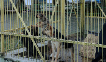 Pomóżmy schronisku dla zwierząt 22.12.2025