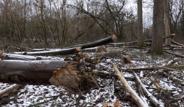 Szokująca wycinka drzew 02.01.2026