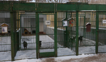 Schronisko wygrało 08.01.2026