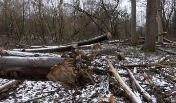 Sprawca wycinki ustalony? 08.01.2026