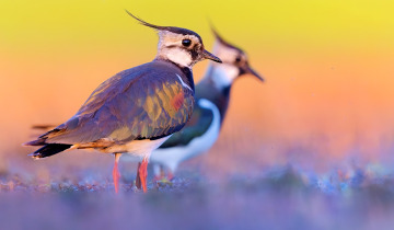 Festiwal Sztuka Natury2025 12.01.2026