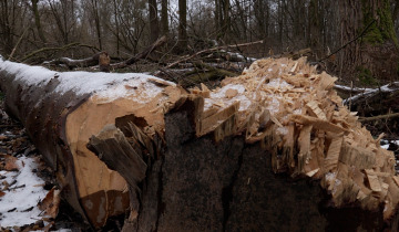 Wycinka w prokuraturze 14.01.2026