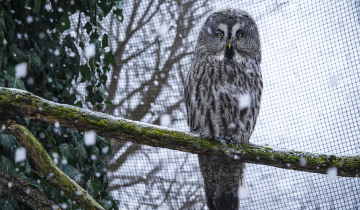 Bezszelestni łowcy w ZOO 06.02.2026