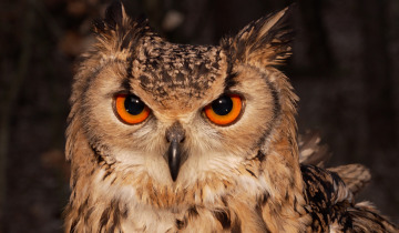 Noc sów na Barbarce 05.03.2026