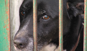 Dotacja dla schroniska 01.04.2026