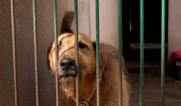 Wyprowadź psa 10.04.2026