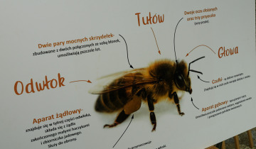 Dzień zapylaczy 26.06.2026