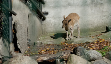 Narodziny w ZOO 28.10.2026